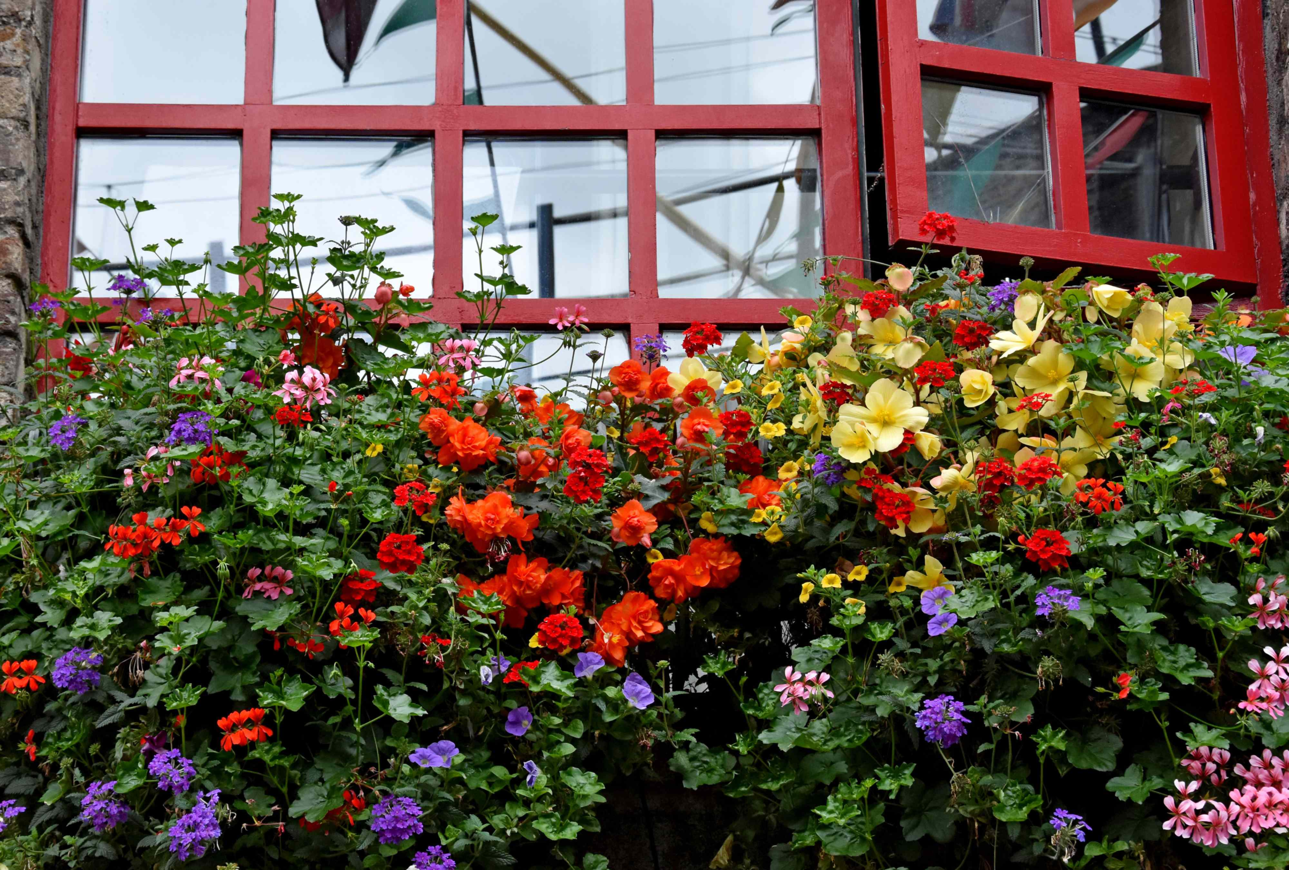 can-you-take-garden-plants-with-you-when-moving?-a-lawyer-weighs-in