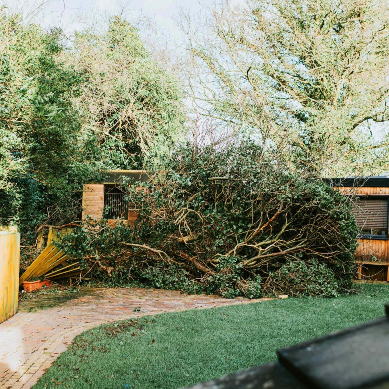 If Your Neighbor’s Tree Falls on Your Yard, Who Has to Clean It Up? Here’s What to Know