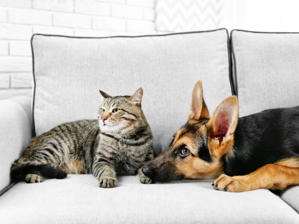 moving-with-pets:-what-you-should-know-for-a-smooth-transition